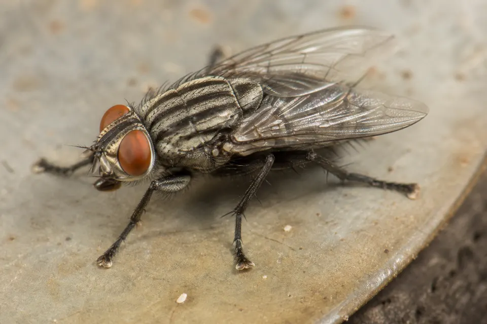 House fly (Musca domestica) — identification photo