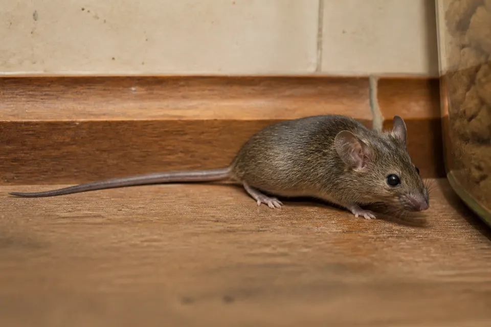 House mouse (Mus musculus) — identification photo