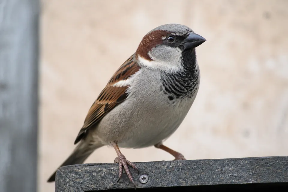 House sparrow (Passer domesticus) — identification photo