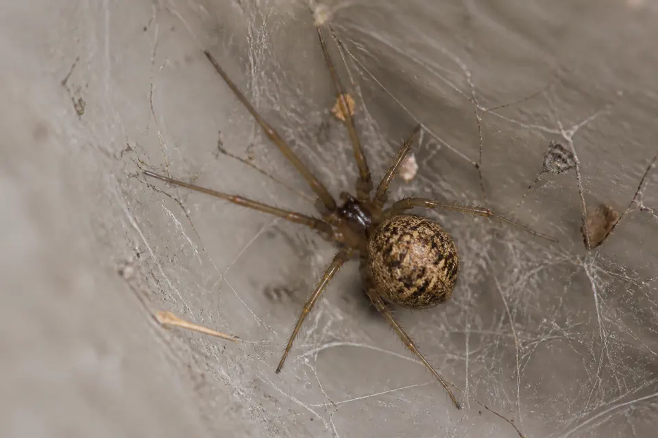 Common house spider (Parasteatoda tepidariorum and similar cobweb spiders) — identification photo