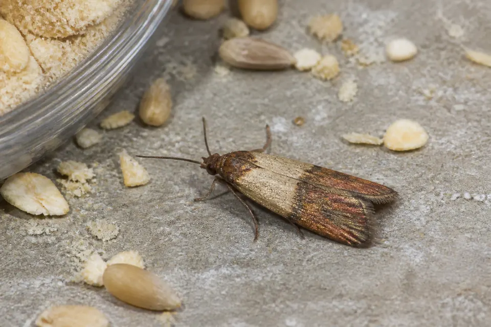 Indian meal moth (Plodia interpunctella) — identification photo