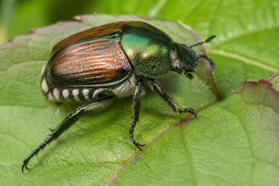 Japanese beetle (Popillia japonica) — identification photo