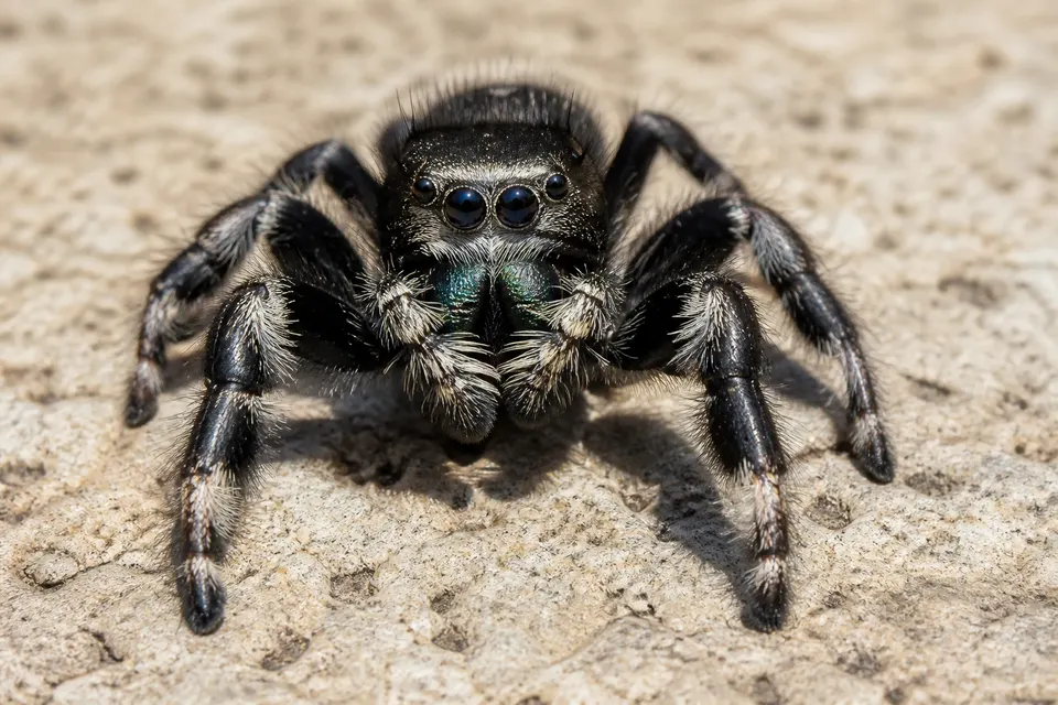 Jumping spider (Salticidae) — identification photo