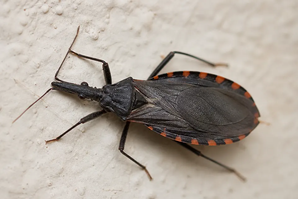 Kissing bug (triatomine) (Triatominae (Triatoma and related genera)) — identification photo