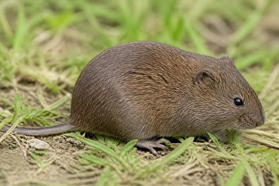 Meadow vole (Microtus pennsylvanicus) — identification photo