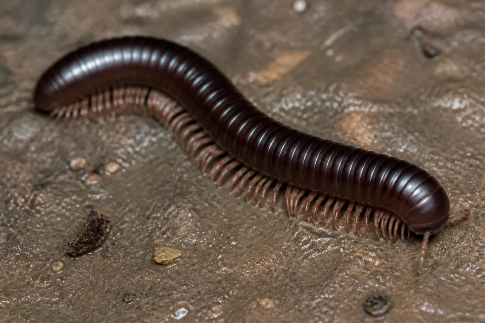 Millipede (Diplopoda) — identification photo