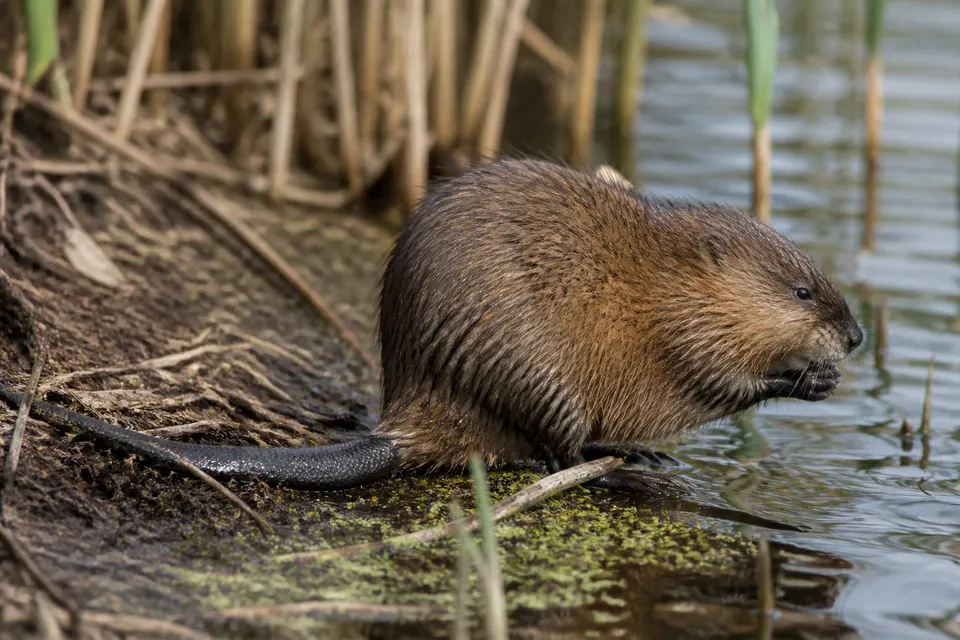 Muskrat (Ondatra zibethicus) — identification photo