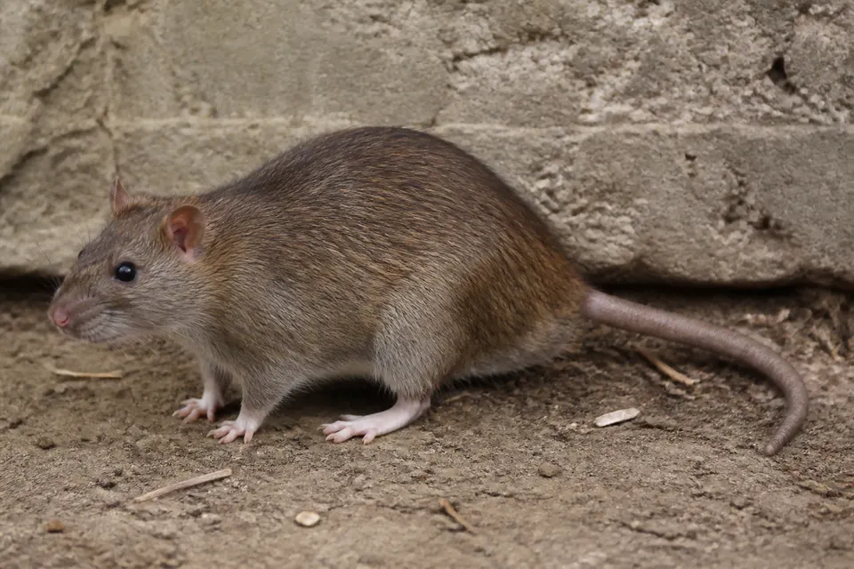 Norway rat (Rattus norvegicus) — identification photo