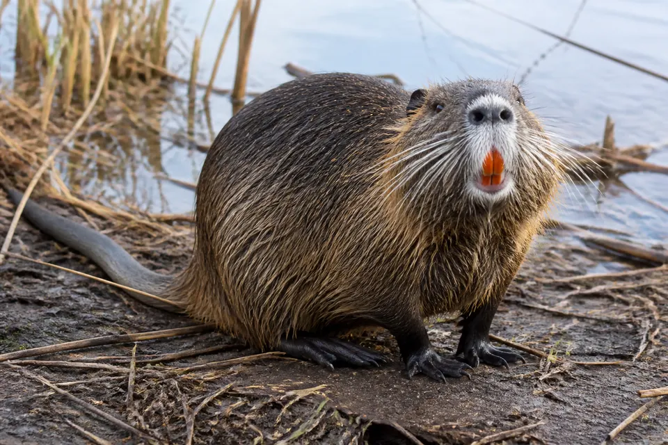 Nutria (Myocastor coypus) — identification photo