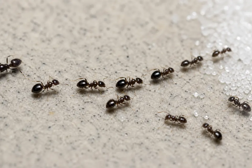 Odorous house ant (Tapinoma sessile) — identification photo