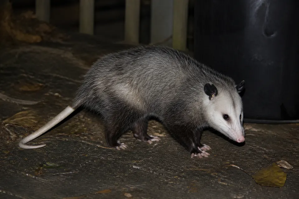 Virginia opossum (Didelphis virginiana) — identification photo