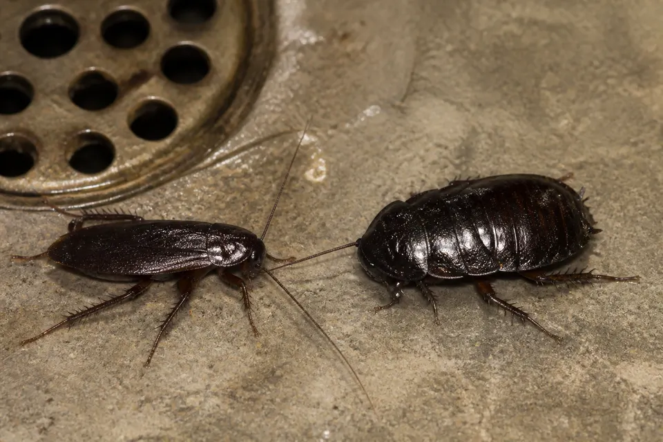 Oriental cockroach (Blatta orientalis) — identification photo