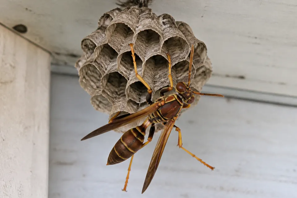 Paper wasp (Polistes spp.) — identification photo