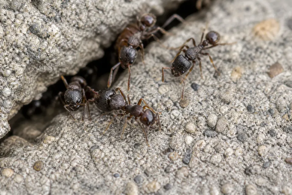 Pavement ant (Tetramorium immigrans (and related)) — identification photo