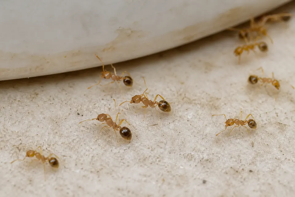 Pharaoh ant (Monomorium pharaonis) — identification photo