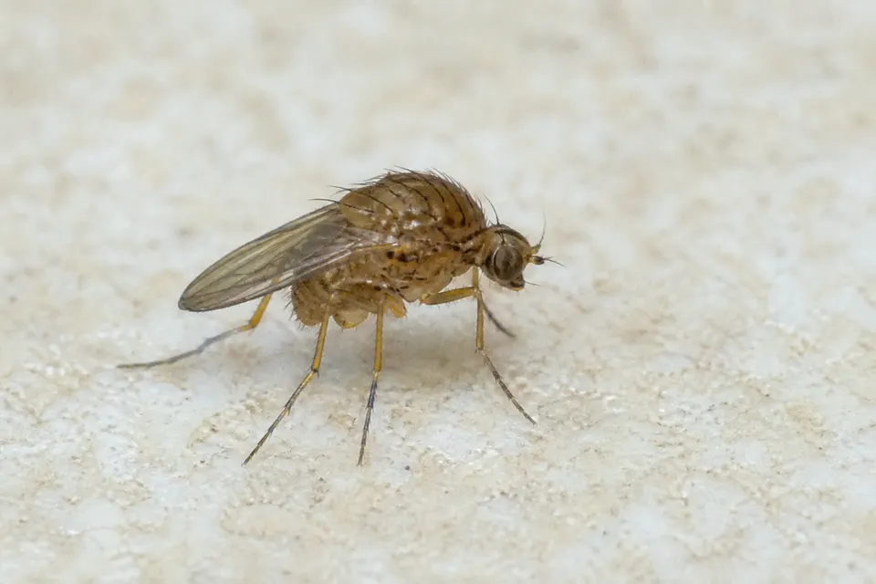 Phorid fly (Phoridae) — identification photo