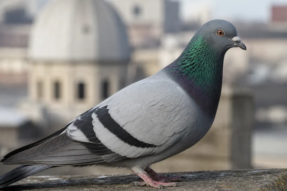 Rock pigeon (Columba livia) — identification photo