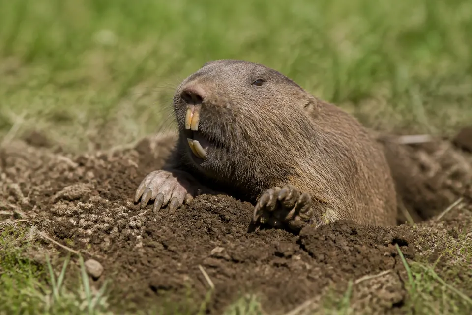 Pocket gopher (Geomyidae (several genera)) — identification photo