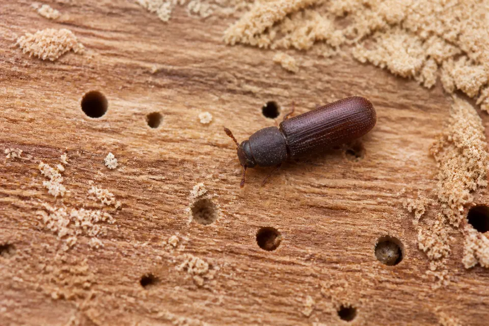 Powderpost beetle (Lyctinae and Anobiinae (and related woodborers)) — identification photo