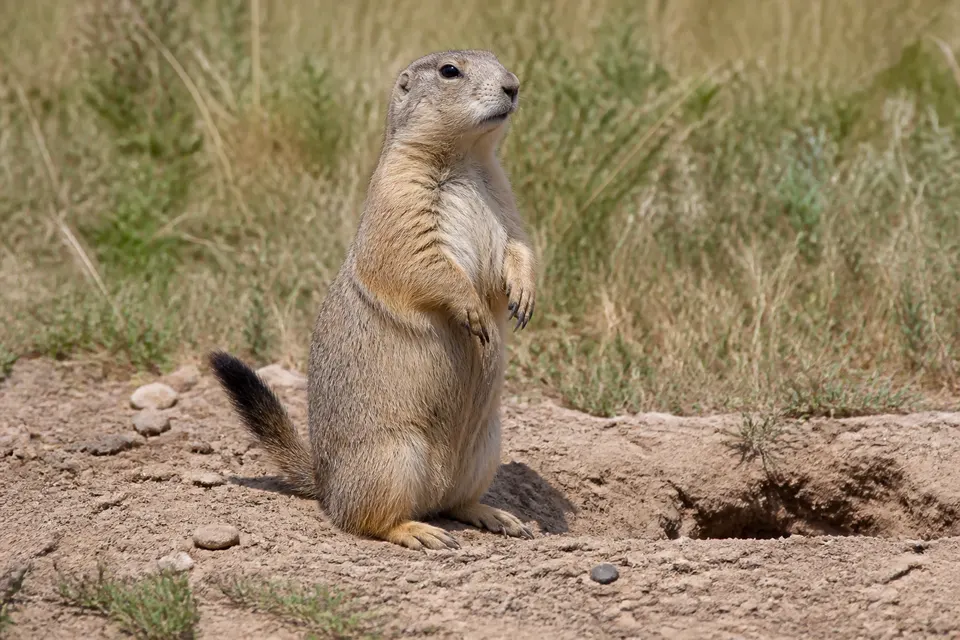Prairie dog (Cynomys spp.) — identification photo