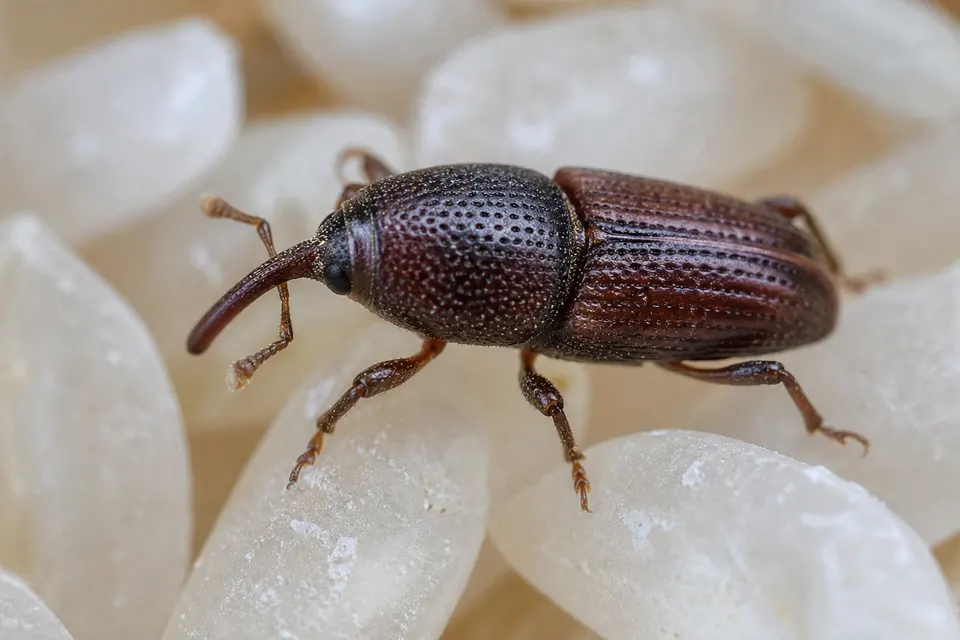 Rice weevil (Sitophilus oryzae) — identification photo