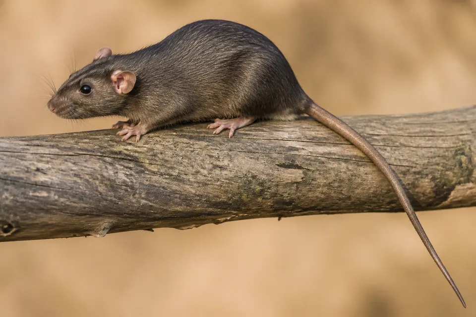 Roof rat (Rattus rattus) — identification photo