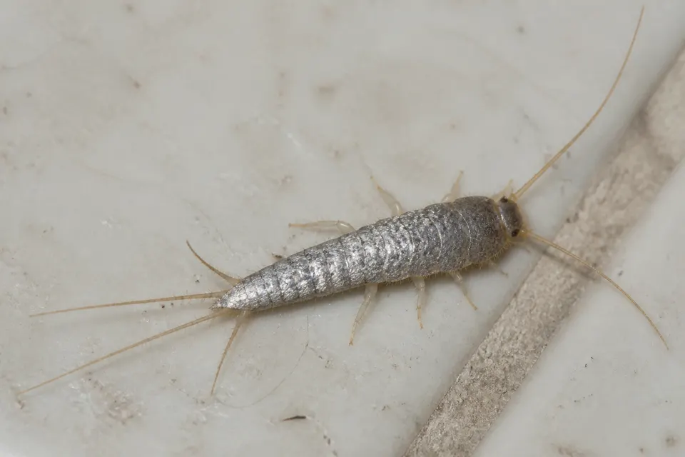 Silverfish (Lepisma saccharinum) — identification photo