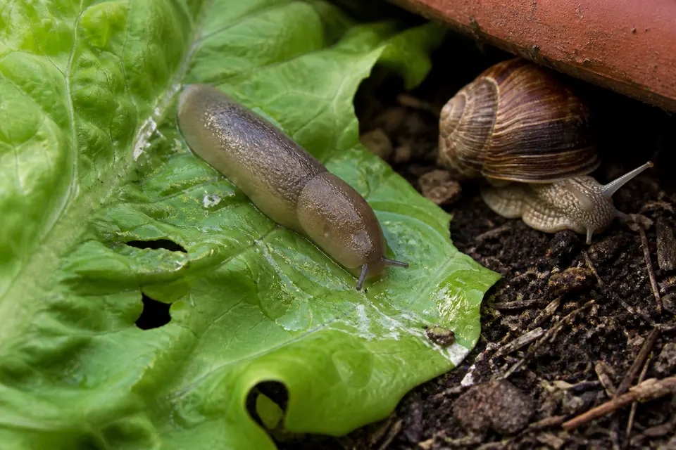 Slug and snail (garden) (Gastropoda (Deroceras, Cornu, and others)) — identification photo
