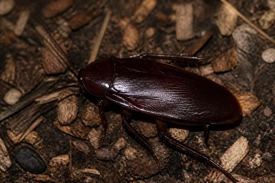 Smokybrown cockroach (Periplaneta fuliginosa) — identification photo