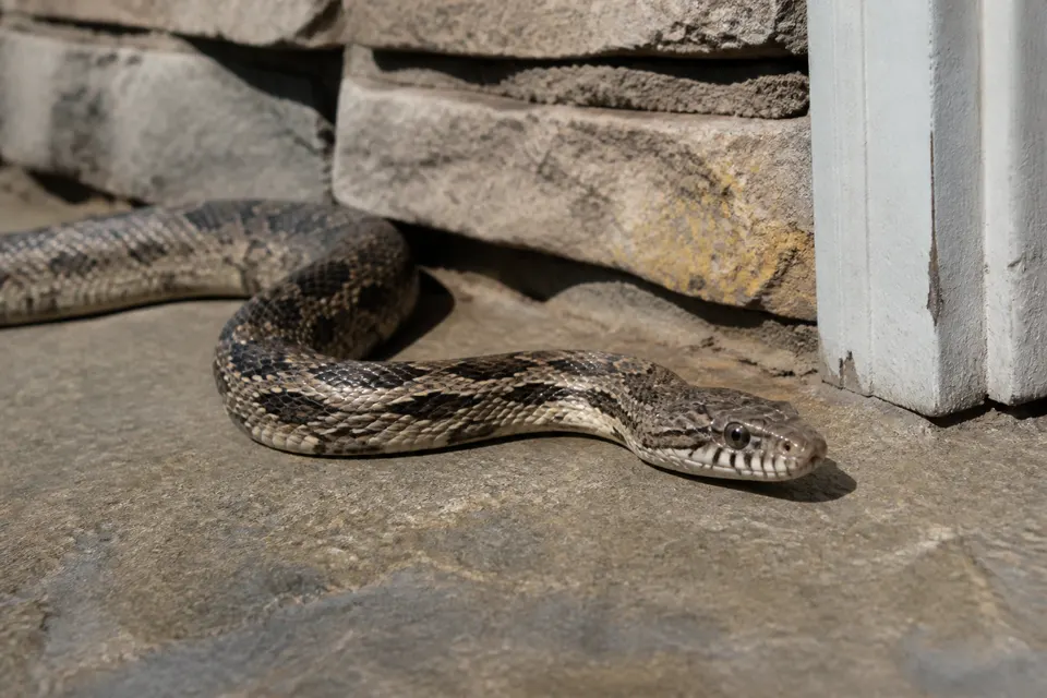 Nuisance snake (around buildings) (Serpentes (various, often Colubridae)) — identification photo