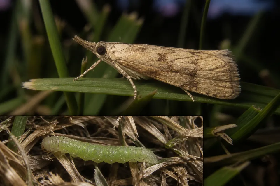 Sod webworm (Crambinae (several genera)) — identification photo