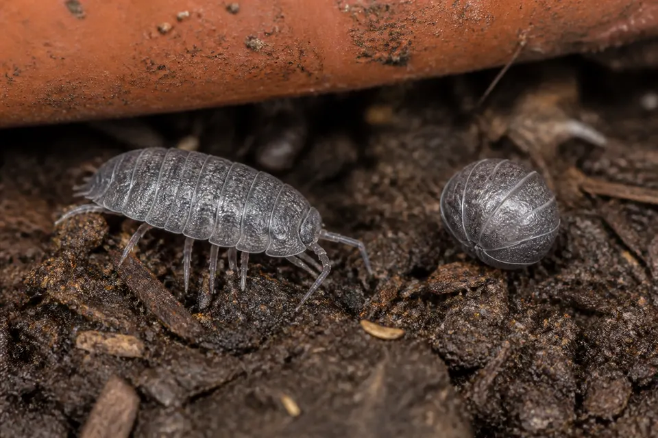 Sowbug and pillbug (Oniscidea) — identification photo