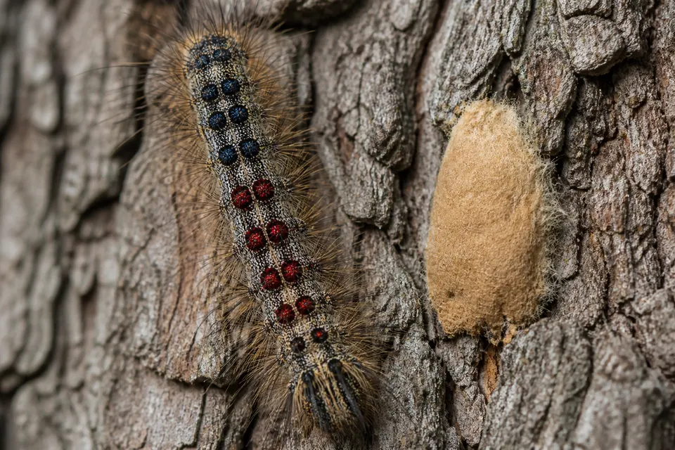 Spongy moth (Lymantria dispar) — identification photo