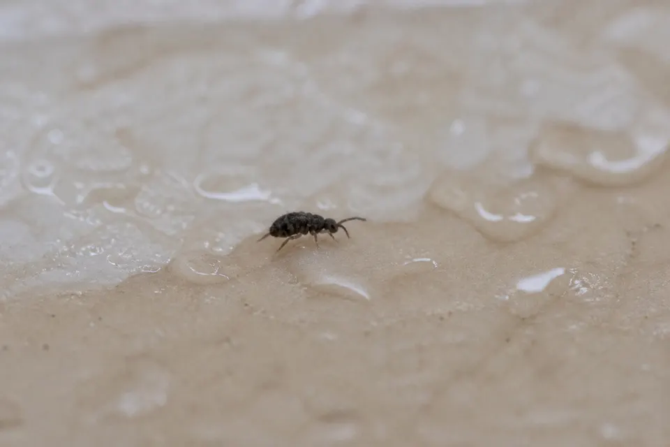 Springtail (Collembola) — identification photo
