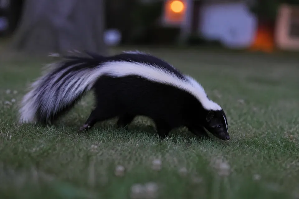 Striped skunk (Mephitis mephitis) — identification photo