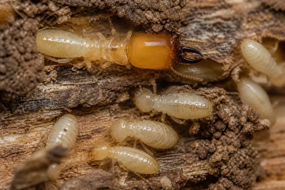 Subterranean termite (Reticulitermes spp. (and related soil-dwelling genera)) — identification photo