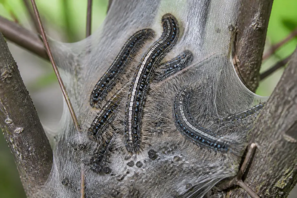 Eastern tent caterpillar (Malacosoma americanum) — identification photo