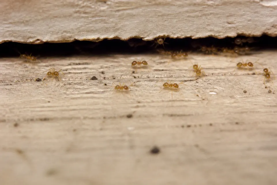 Thief ant (Solenopsis molesta) — identification photo
