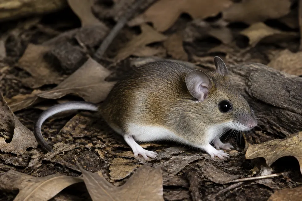 White-footed mouse (Peromyscus leucopus) — identification photo