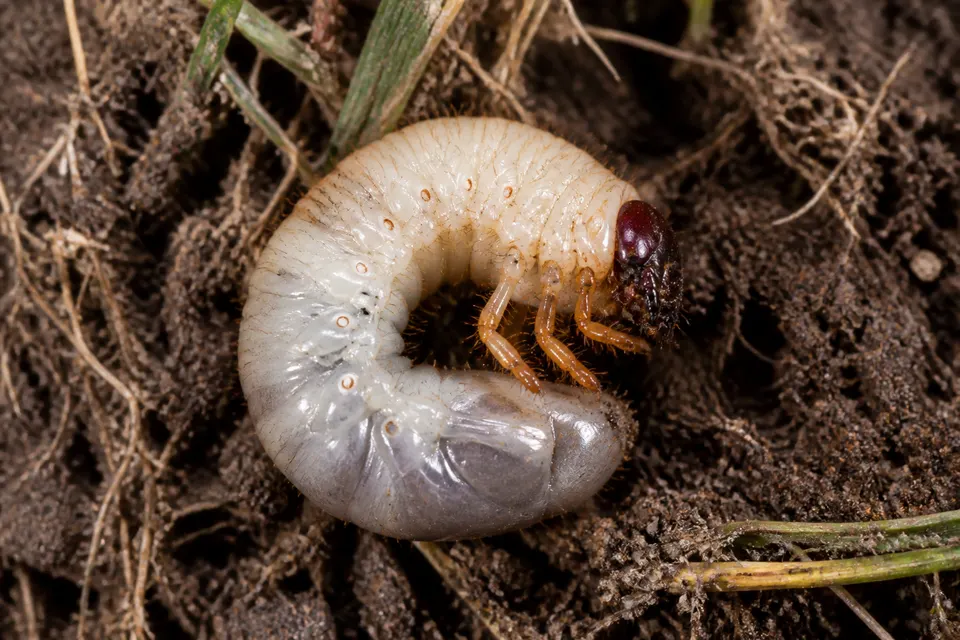 White grub (turf) (Scarabaeidae larvae (Japanese beetle, masked chafer, June beetle, and others)) — identification photo
