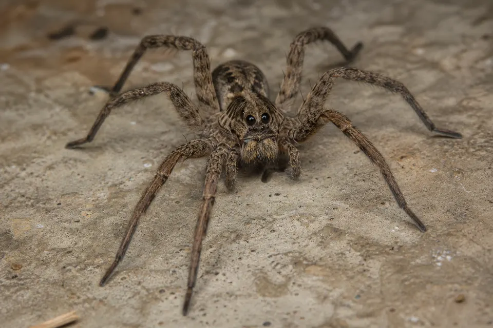 Wolf spider (Lycosidae) — identification photo