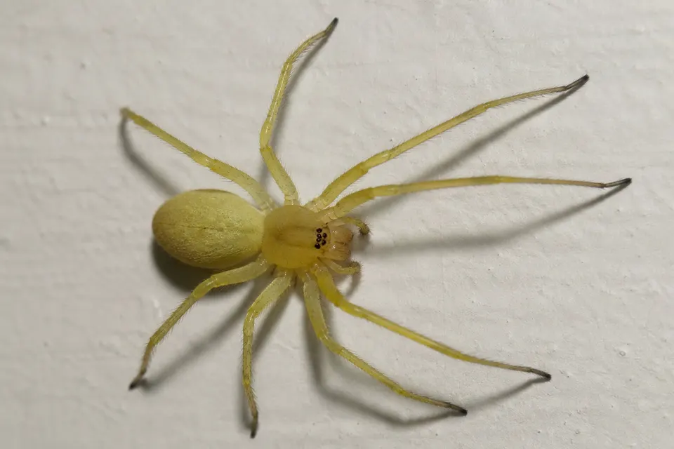 Yellow sac spider (Cheiracanthium spp.) — identification photo