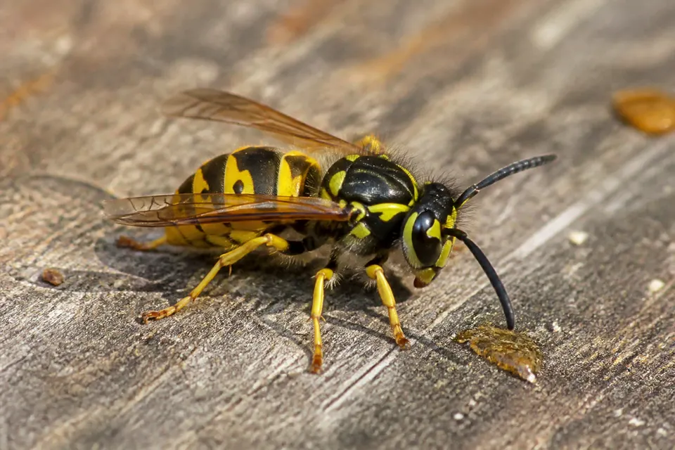 Yellowjacket (Vespula and Dolichovespula spp.) — identification photo